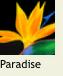 BirdOfParadise1