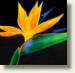 BirdofParadise