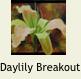 DaylilyBreakout1