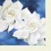 GardeniaBlue1
