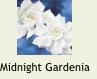 GardeniaBlue1a