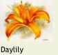 MINIDaylily2