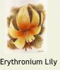 MINIErythronium2