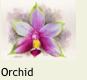 MINIOrchid2