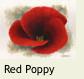 MINIRedPoppy2