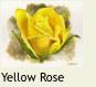 MiniYellowRose2