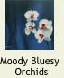 OrchidBlues1