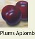 PlumsAplomb1