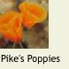 Poppy1