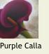 RedCalla1