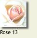 Rose131