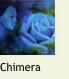 RoseChimera2