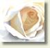 RoseEye1