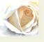 RoseEye1