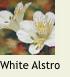 WhiteAlstro1