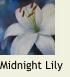 WhiteLily