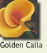 YellowCalla2