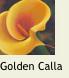 YellowCalla21