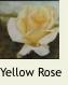 YellowRose21