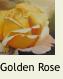 YellowRose31