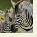 ZebrasBonding1